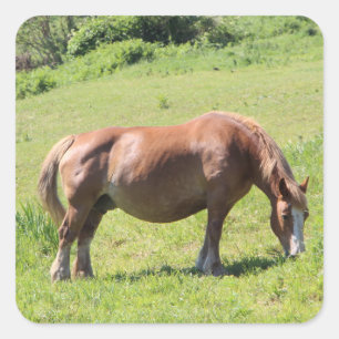 Trait Breton horse Square Sticker