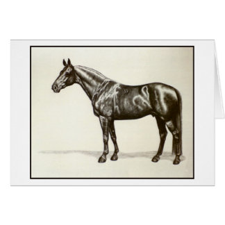 Trakehner Stallion Cards