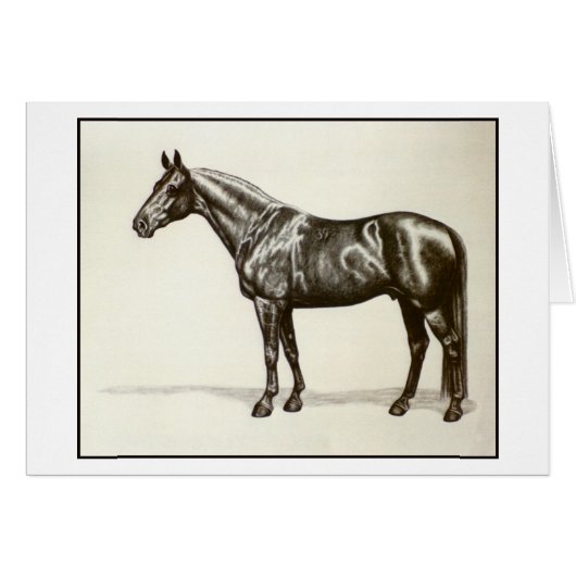 Trakehner Stallion Cards (Front Horizontal)