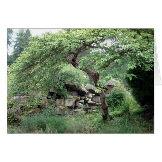 Tranquaility Cards