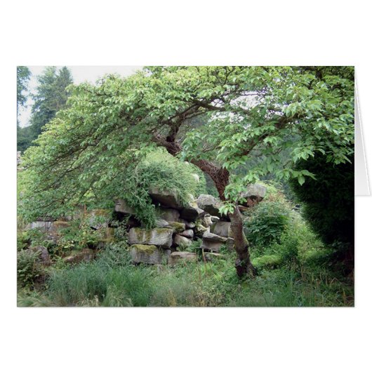 Tranquaility Cards (Front Horizontal)