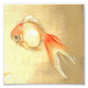 Tranquil Japanese Goldfish Photo Print