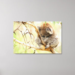 TRANQUIL KOALA 24x36 Canvas Print