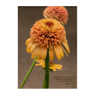 Tranquil Orange Blossoms - Philippians 4:7 Acrylic Print