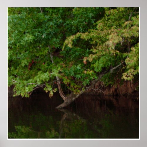Tranquil Riverside Tree Scene Poster