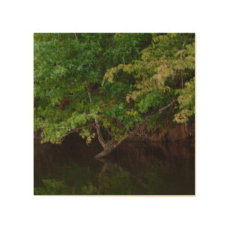 Tranquil Riverside Tree Scene Wood Wall Art