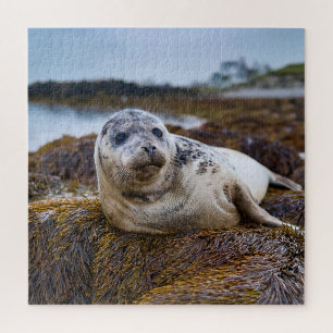 Tranquil Seal at the Shoreline Jigsaw Puzzle