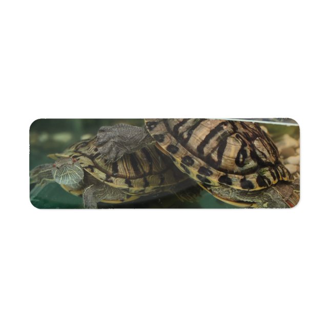 Tranquil Turtle Reflection Label (Front)