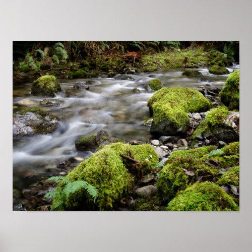 Tranquil Wilderness Stream Poster