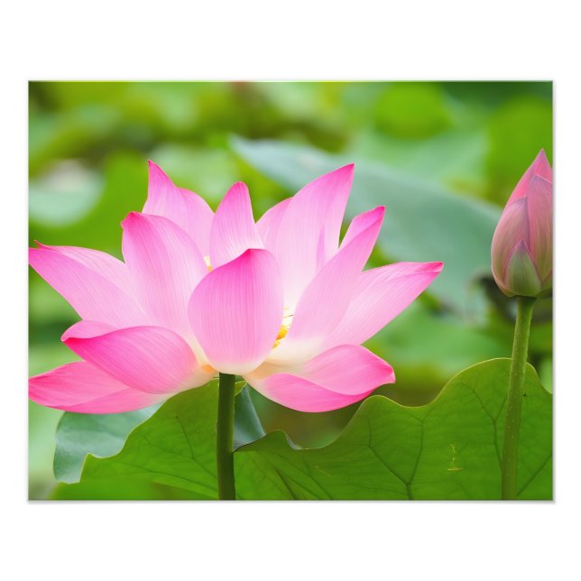 Tranquility: A Pink Lotus Flower in Bloom Photo Print (Front)