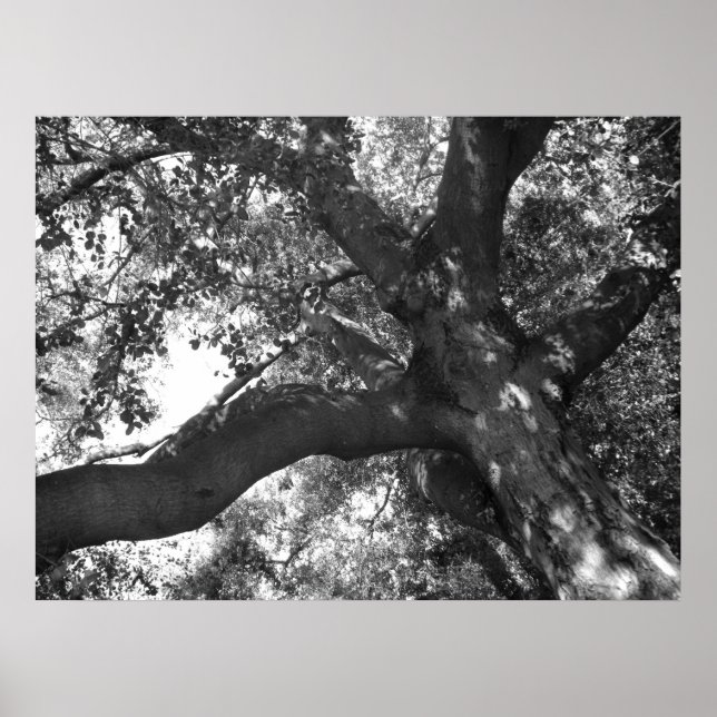 Tranquility Poster (Front)