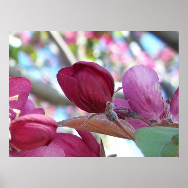 Tranquilo Poster (Front)