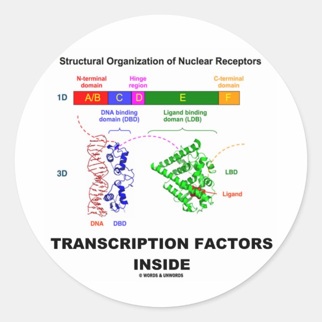 Transcription Factors Inside (Nuclear Receptors) Classic Round Sticker (Front)