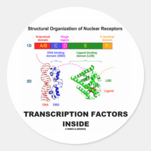 Transcription Factors Inside (Nuclear Receptors) Classic Round Sticker