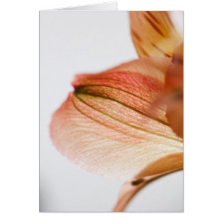 Translucent Cards