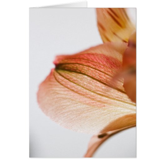 Translucent Cards (Front)