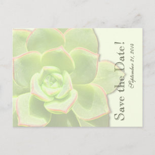Translucent Green Succulent  save the date Announcement Postcard