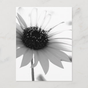 Transparent BW Flower Postcard