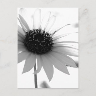 Transparent BW Flower Postcard