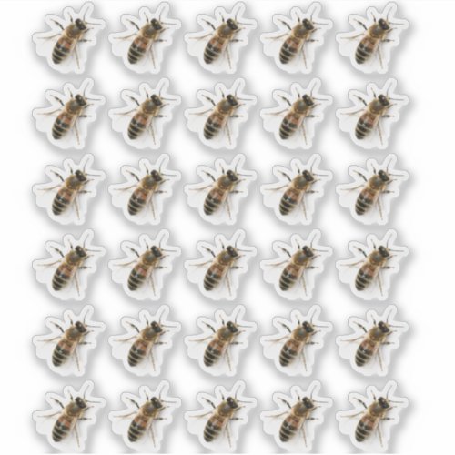 Transparent Crawling Honeybee Photo Sticker