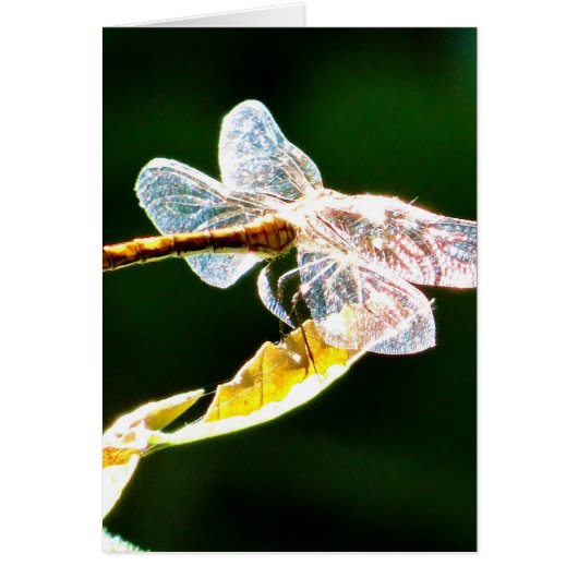 Transparent dragonfly cards (Front)