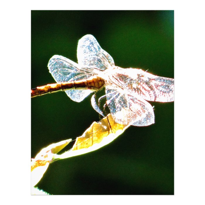 Transparent dragonfly custom letterhead