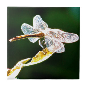 Transparent dragonfly tile