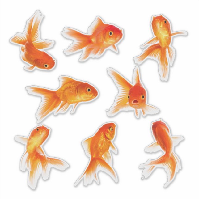 Transparent Goldfish Stickers (Front)