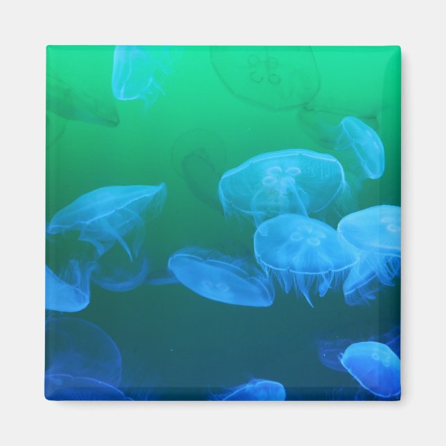 Transparent Jellyfish Magnet (Front)