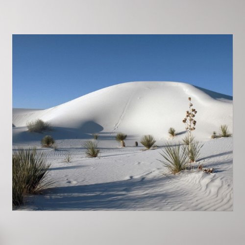 Transverse Dunes and Soaptree Yucca Poster