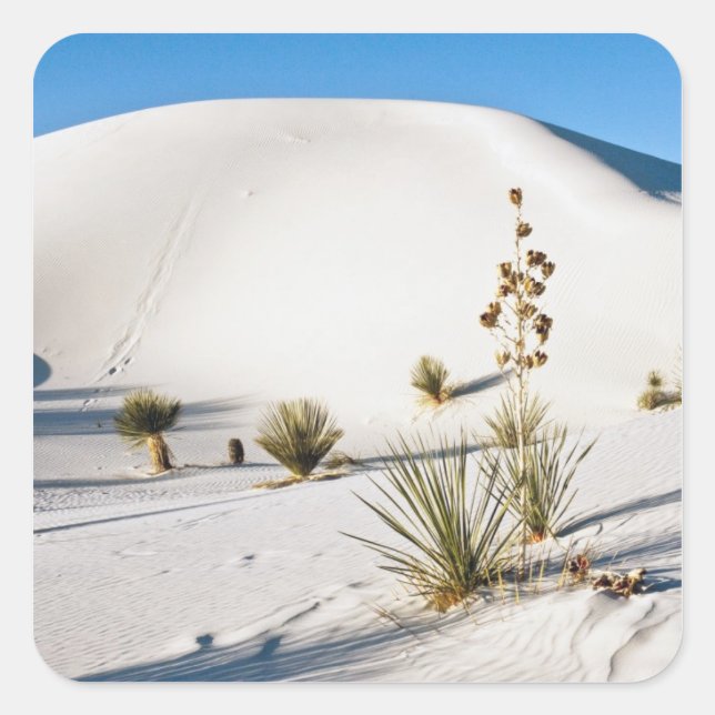Transverse Dunes and Soaptree Yucca Square Sticker (Front)