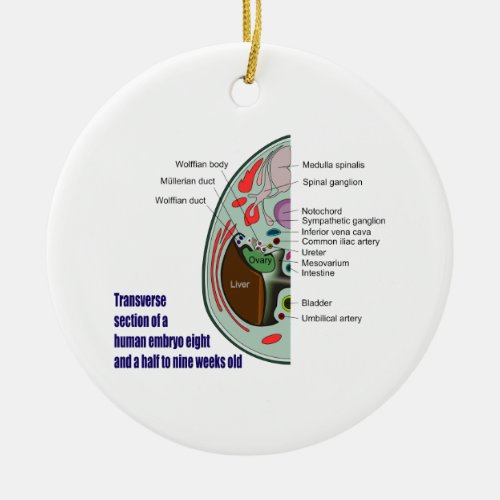 Transverse Section of Human Embryo 9 Weeks Old Ceramic Ornament