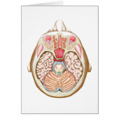 Transverse Section Of The Midbrain (Front)