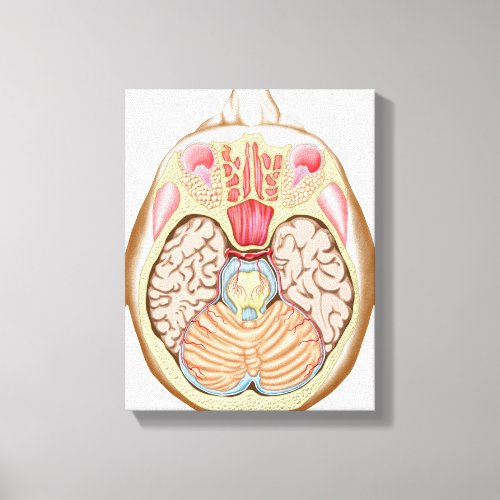 Transverse Section Of The Midbrain Canvas Print