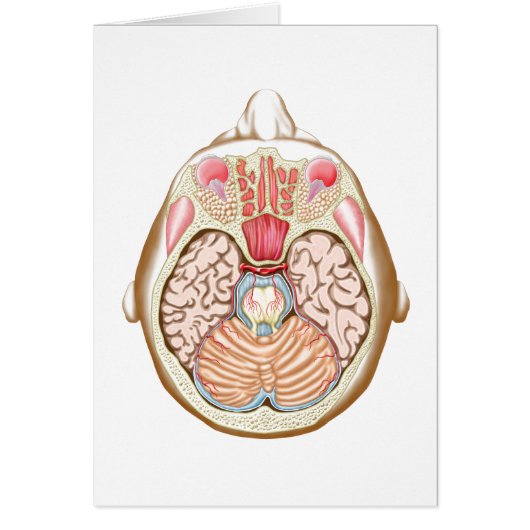 Transverse Section Of The Midbrain Cards (Front)