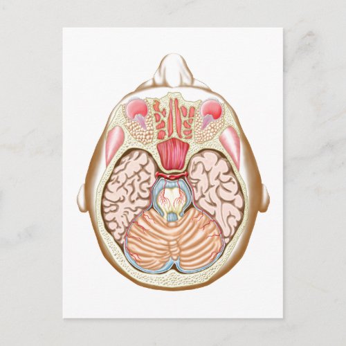 Transverse Section Of The Midbrain Postcard