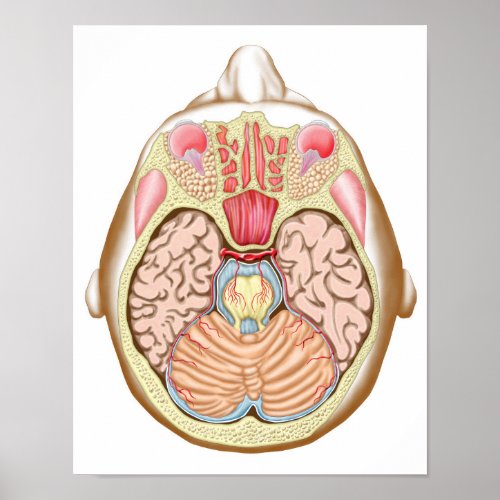Transverse Section Of The Midbrain Poster
