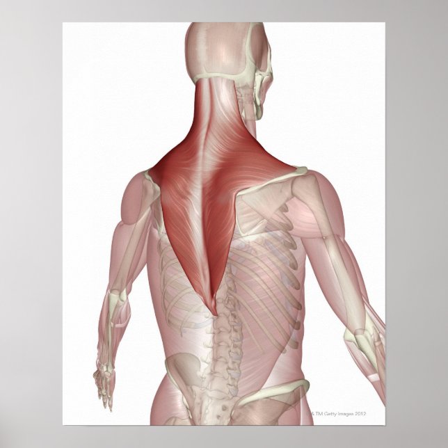 Trapezius Poster (Front)