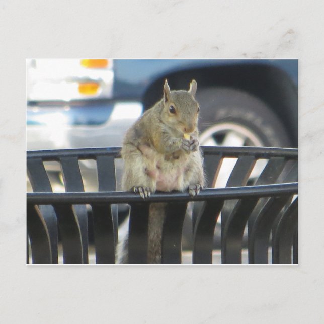 Trashcan Squirrel Postcard (Front)
