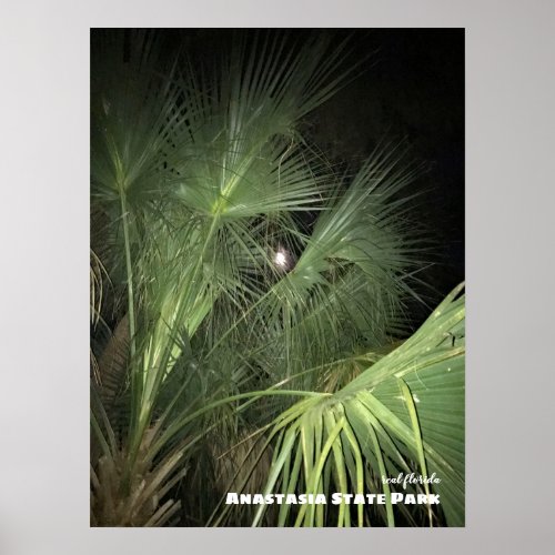 Travel  Florida _ Anastasia Moonlight Palms Poster