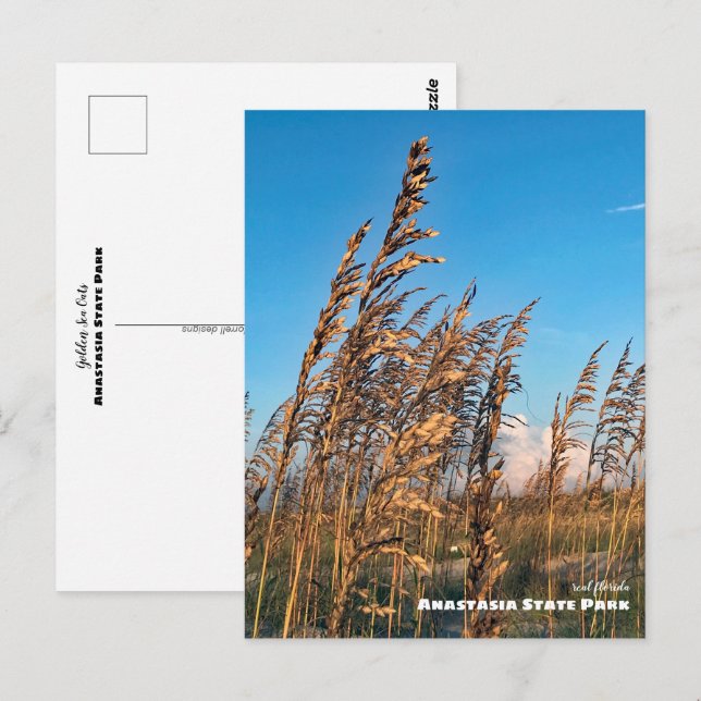 Travel | Florida - Anastasia State Park Sea Oats Postcard (Front/Back)