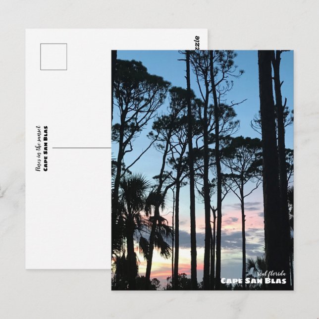 Travel | Florida - Cape San Blas Pines Sunset Postcard (Front/Back)