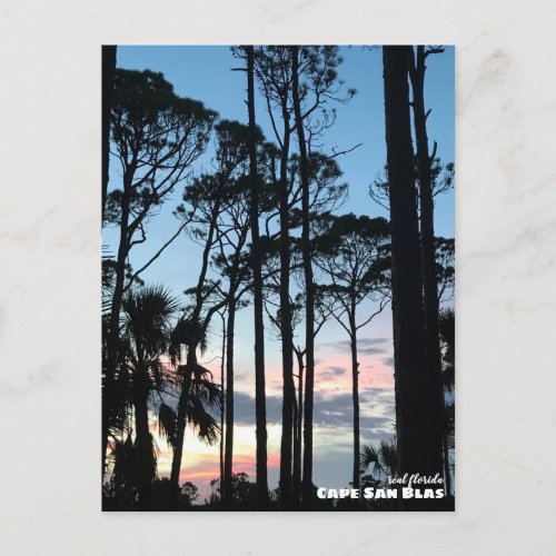 Travel  Florida _ Cape San Blas Pines Sunset Postcard