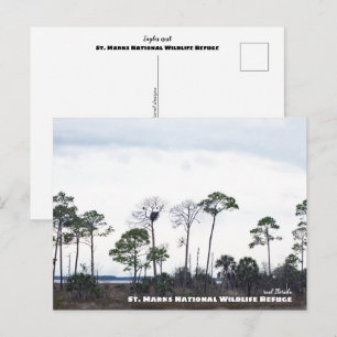 Travel Florida - Eagles Nest, St. Marks Wildlife Postcard