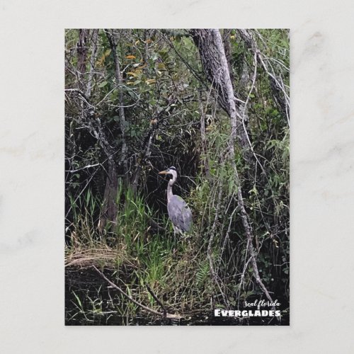 Travel  Florida _ Everglades Blue Heron Postcard