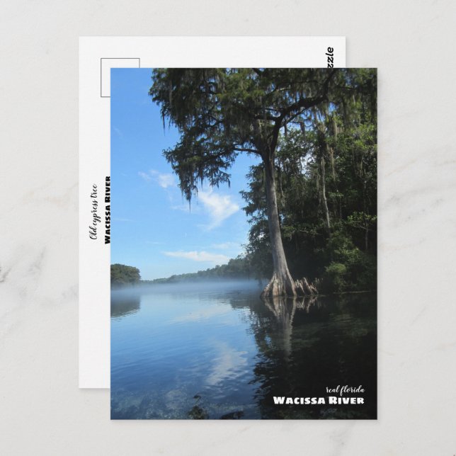 Travel | Florida - Old Cypress Tree, Wacissa River Postcard (Front/Back)