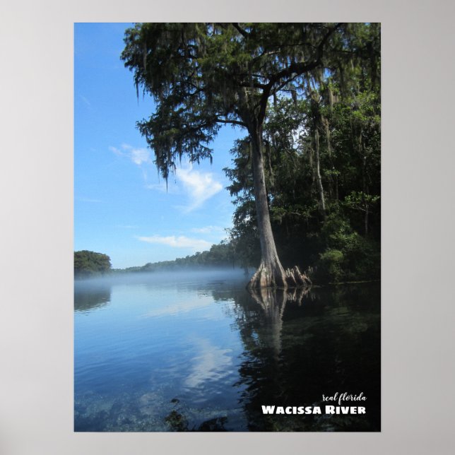 Travel | Florida - Old Cypress Tree, Wacissa River Poster (Front)