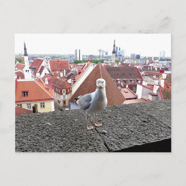 Travel photo. Estonia, Tallinn Postcard (Front)