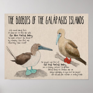 Travel Poster: Birds of the Galapagos Islands Poster