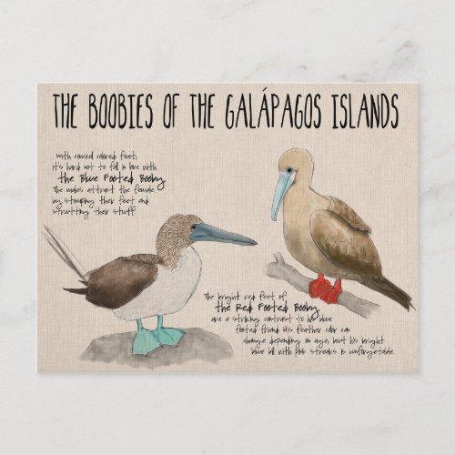 Travel Sketch Postcard Birds of the Galapagos Postcard